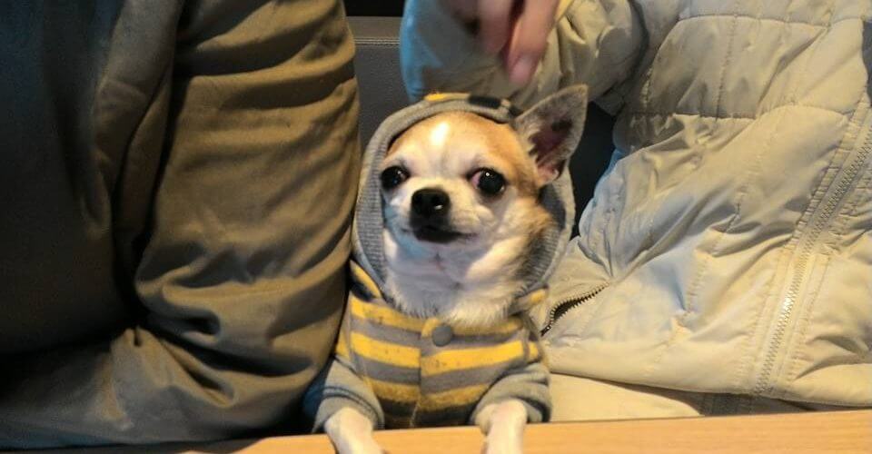 [已尋回] 吉娃娃樂樂走失，嘉義縣朴子市仁和里 (小槺榔)